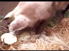 Phat farm hot harcore video